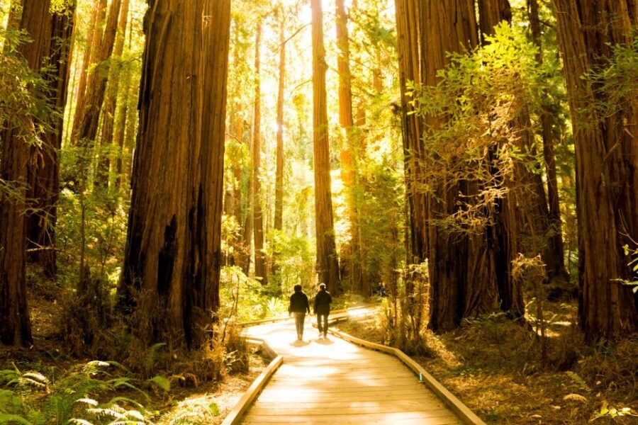 San Francisco: Muir Woods and Sausalito Experience - Should you book? My honest call