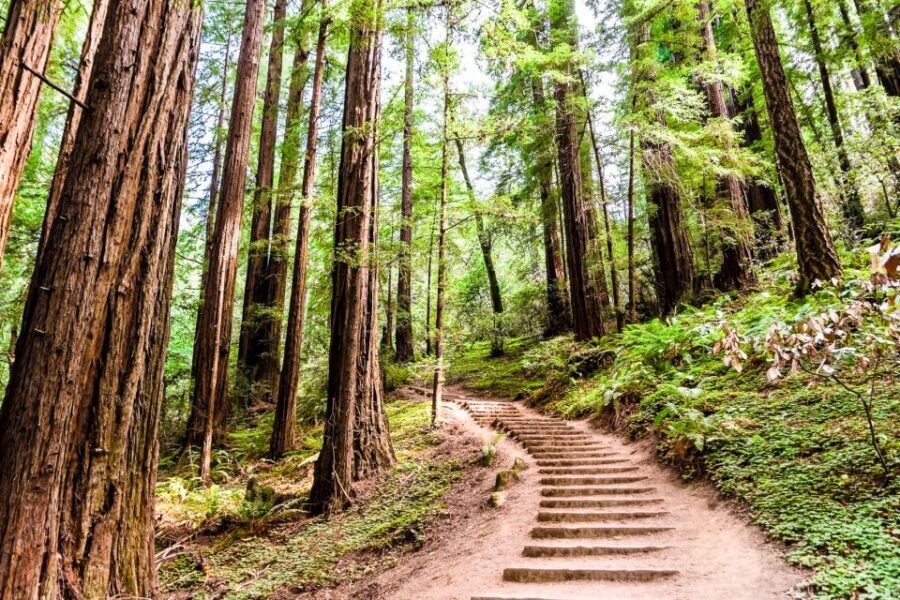 San Francisco: Muir Woods and Sausalito Half-Day Trip - Golden Gate Bridge back to San Francisco: bus or ferry option