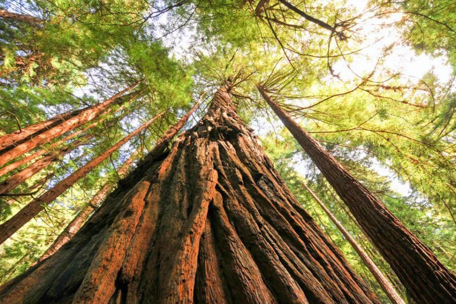 San Francisco: Muir Woods and Sausalito Half-Day Trip - How the guide turns a short stop into a real experience