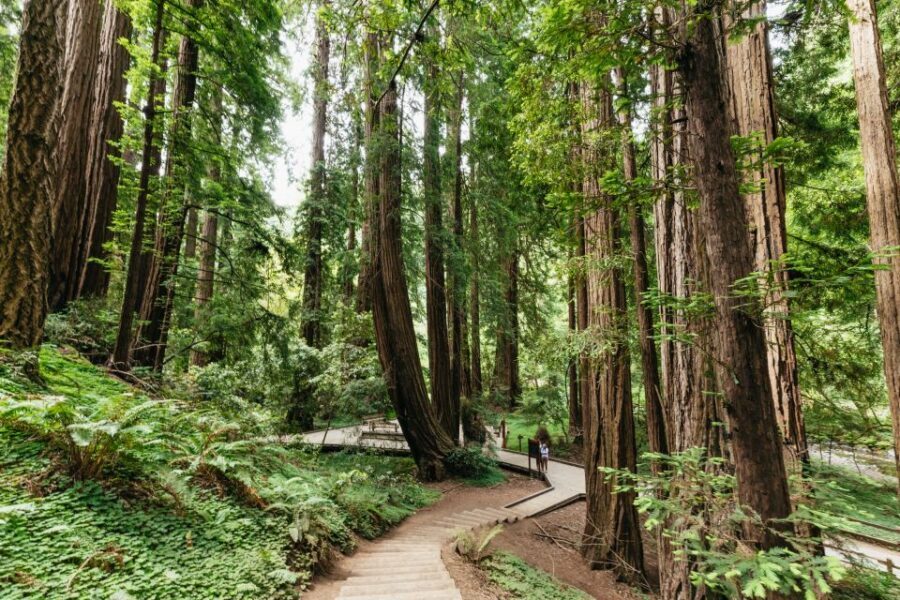 San Francisco: Muir Woods and Sausalito Small Group Tour - Key highlights you’ll actually feel