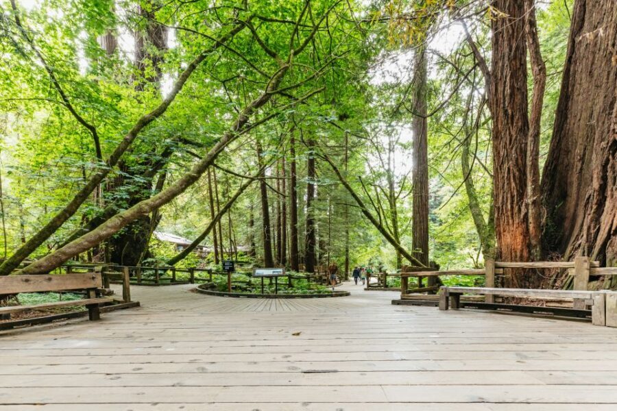 San Francisco: Muir Woods and Sausalito Small Group Tour - The Marin Headlands Drive: Where the Bay Gets Bigger