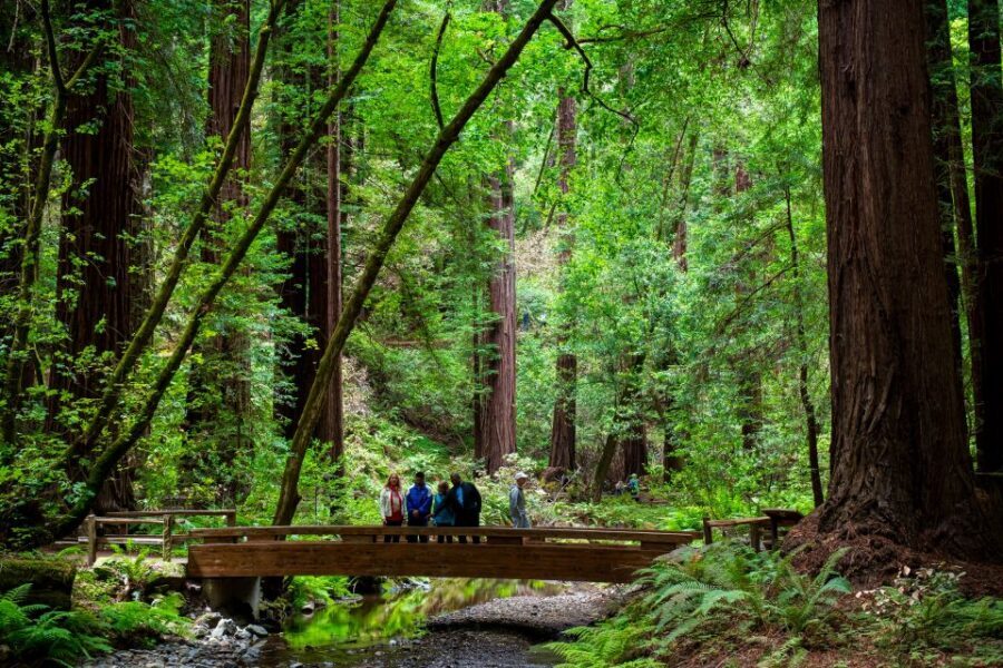 San Francisco: Muir Woods and Sausalito Tour with Admission - Ferry option: adding scenic Bay time on the way back