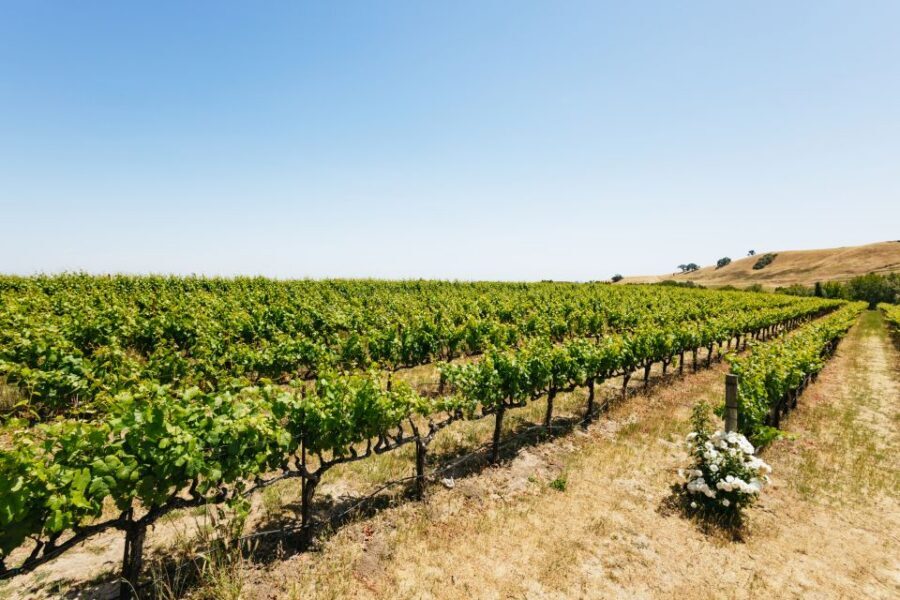 San Francisco: Muir Woods, Napa & Sonoma Valley Wine Tour - What the price covers (and when it’s a good deal)