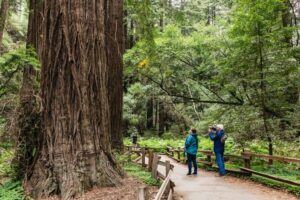San Francisco: Muir Woods, Napa & Sonoma Valley Wine Tour - The morning run: hotel pickup to redwood trails without the stress