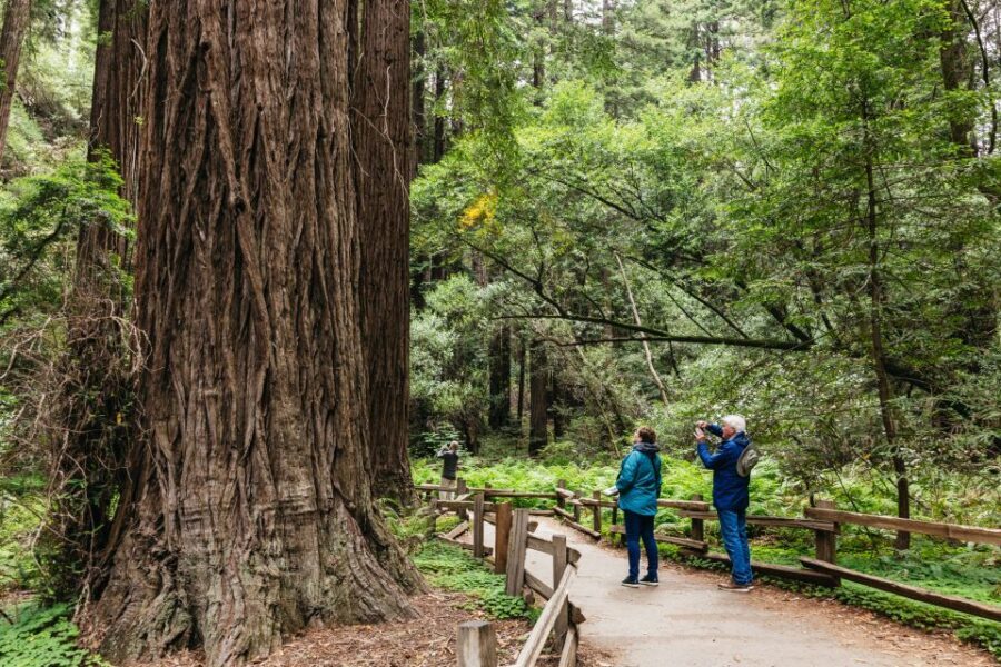 San Francisco: Muir Woods, Napa & Sonoma Valley Wine Tour - The morning run: hotel pickup to redwood trails without the stress