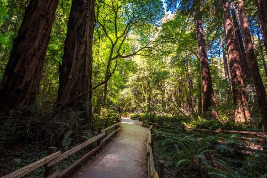 San Francisco: Muir Woods, San Francisco and Sausalito Tour - Billionaires Row and the Golden Gate Bridge: the money shots