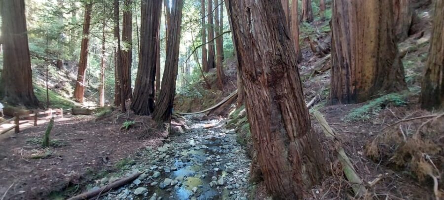 San Francisco: Muir Woods, Sausalito, & Alcatraz Night Tour - Sausalito in one hour: artsy shops, quick bites, and just enough wandering