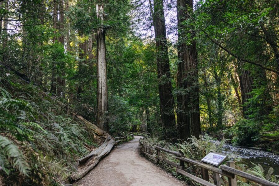 San Francisco: Muir Woods, Sausalito and SF Bay Cruise - Cathedral and Creek Groves: How to Choose Your Walk