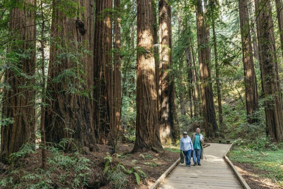 San Francisco: Muir Woods, Sausalito and SF Bay Cruise - Price and Value: Is $133 Worth It?