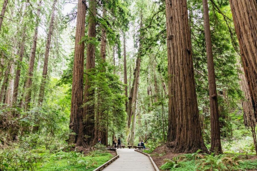 San Francisco: Muir Woods & Sausalito Tour with Ferry Option - Sausalito in 60 Minutes: Waterfront Views and Floating Homes