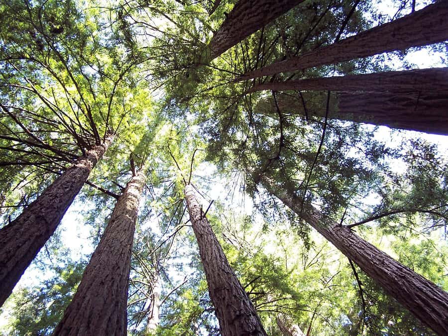 San Francisco: Muir Woods Tour & Golden Gate Bay Cruise - Key Points Worth Your Time