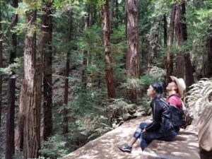 San Francisco: Muir Woods Tour & Golden Gate Bay Cruise - Ride North Over the Golden Gate: The Value of a Planned Route