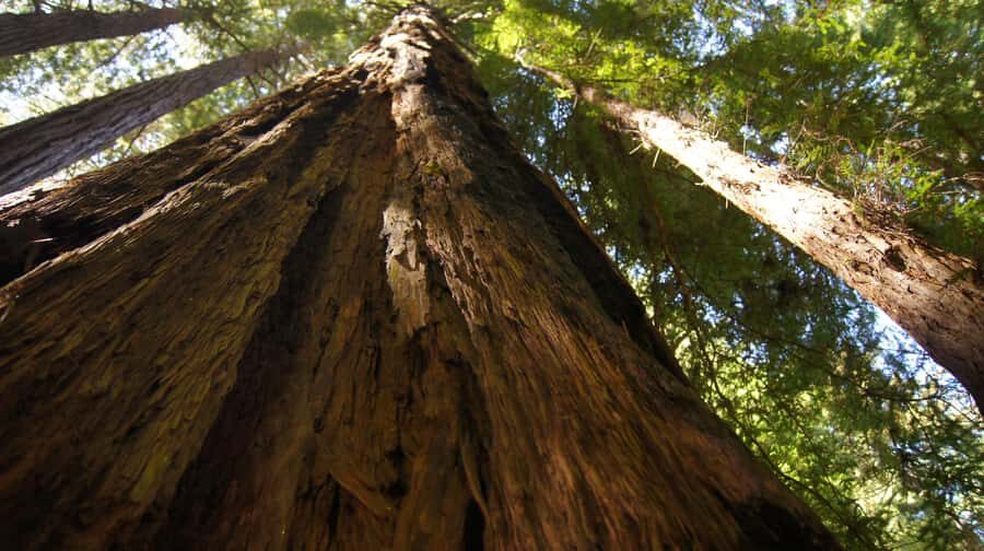 San Francisco: Muir Woods Tour & Golden Gate Bay Cruise - Muir Woods National Monument: 1.5 Hours With Giants That Change Your Scale