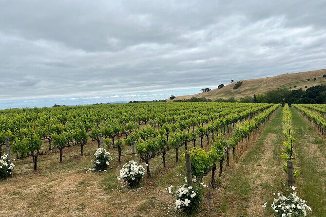 San Francisco: Napa & Sonoma Wine Tour & 24hr Hop-on Hop-off Tour - A Wine Country Day Plus a 24-Hour San Francisco City Bus