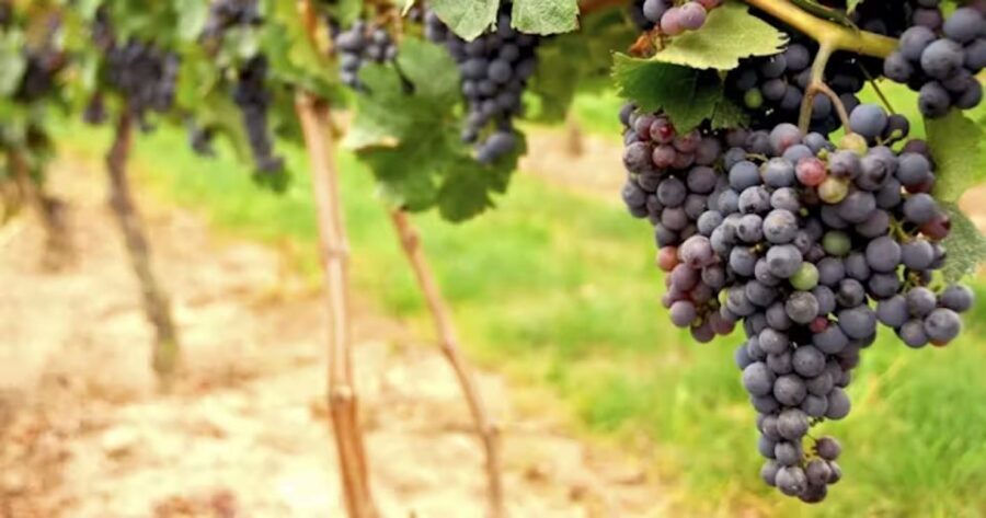 San Francisco: Napa Valley Half-Day Wine Tour with Tastings - Getting from SF: where you meet and how optional add-ons work