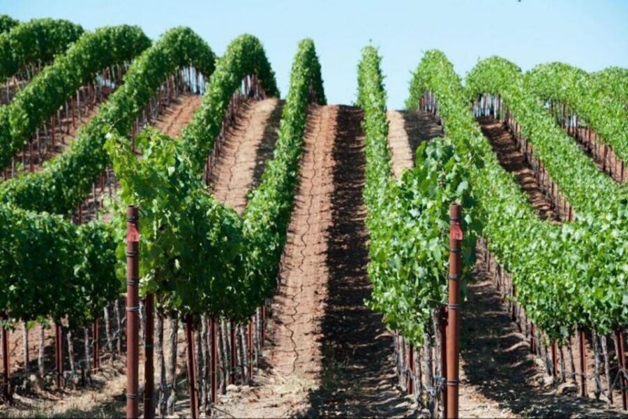 San Francisco: Napa Valley Half-Day Wine Tour with Tastings - Two wineries, one clear rhythm: what the experience feels like