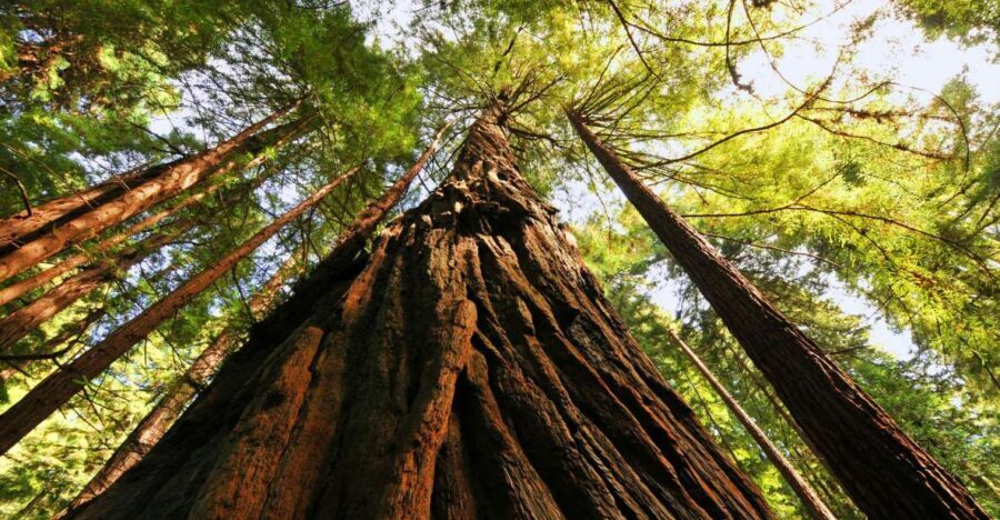 San Francisco: Private Muir Woods and Sausalito Tour - Key highlights at a glance