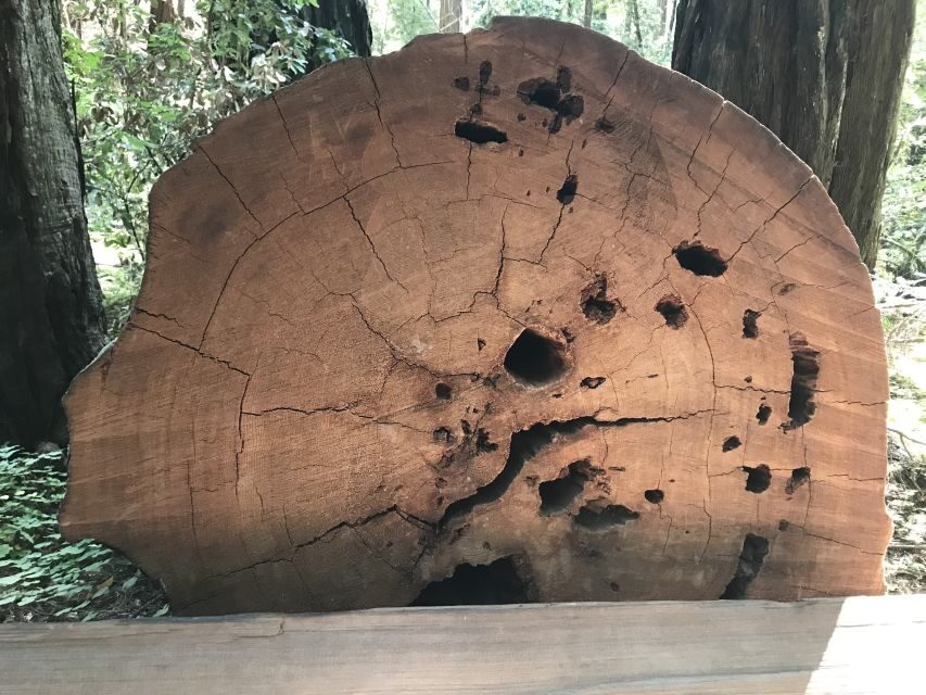 San Francisco: Private Muir Woods and Sausalito Tour - Tips to get the most from your 4-hour window