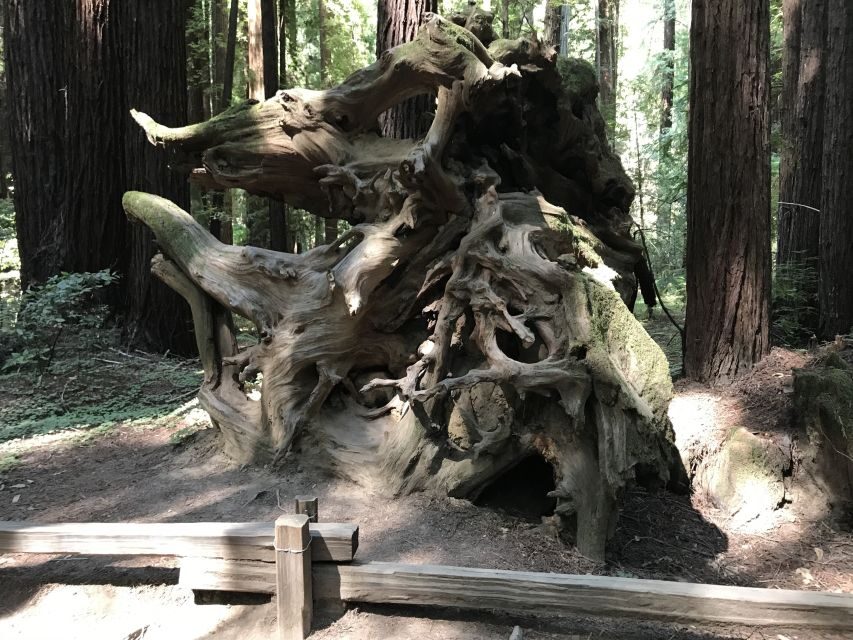 San Francisco: Private Muir Woods and Sausalito Tour - Why this Muir Woods and Sausalito combo is a smart half-day