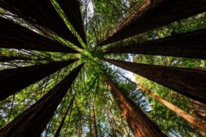 San Francisco: Private Muir Woods and Sausalito Tour - Golden Gate drive: turning “transportation” into useful context