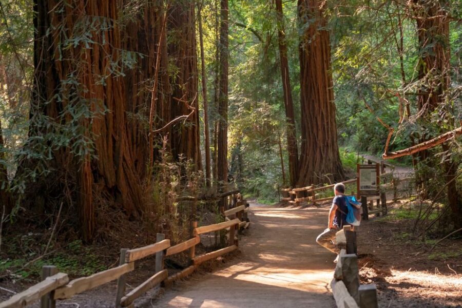 San Francisco: Private Muir Woods and Sausalito Tour - Picking your moment: morning vs afternoon tours