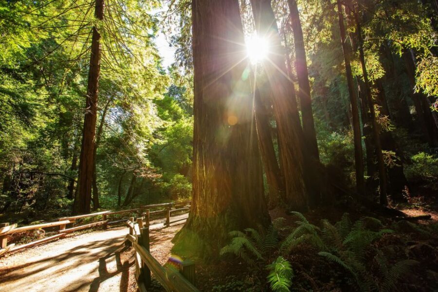 San Francisco: Private Muir Woods and Sausalito Tour - Sausalito: skyline views plus real time to wander