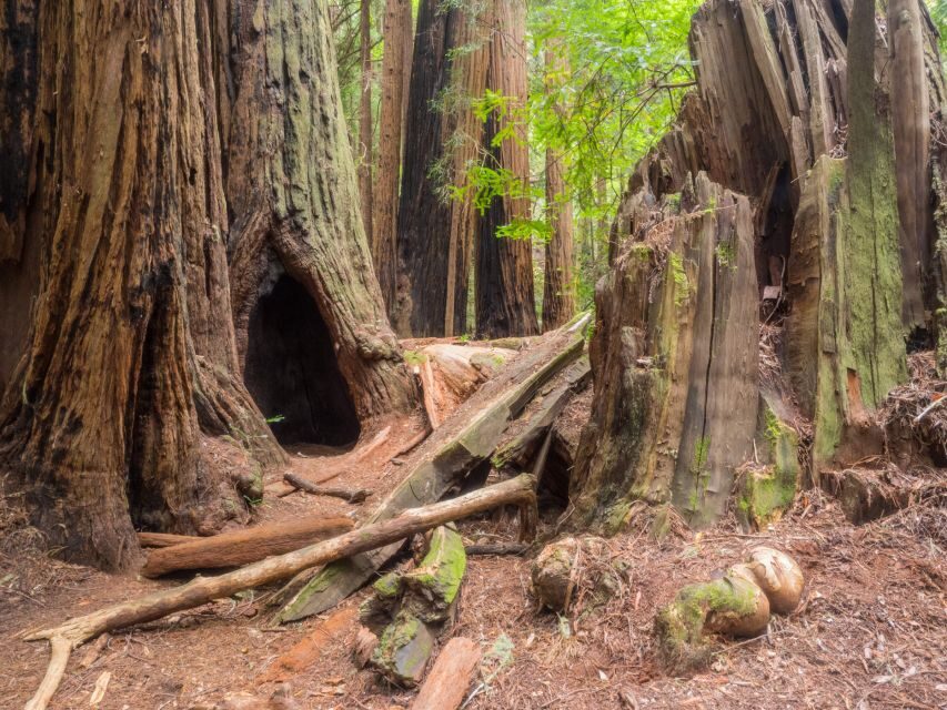 San Francisco: Private Muir Woods and Sausalito Tour - Price and value: what $599 covers and what you must add