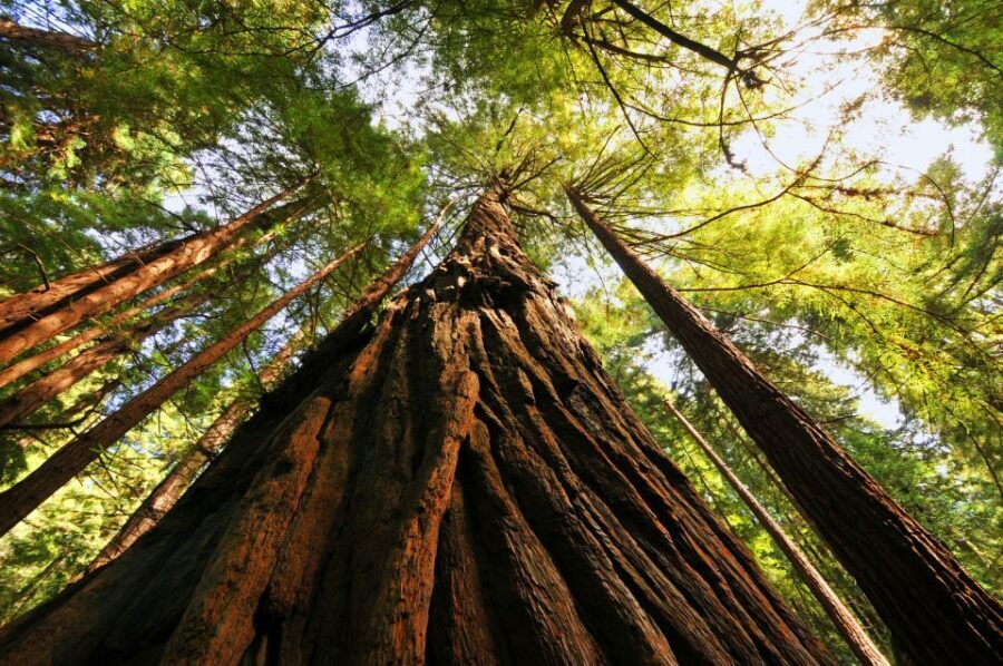 San Francisco: Private Muir Woods and Sausalito Tour - Who this tour suits best (and who should consider alternatives)