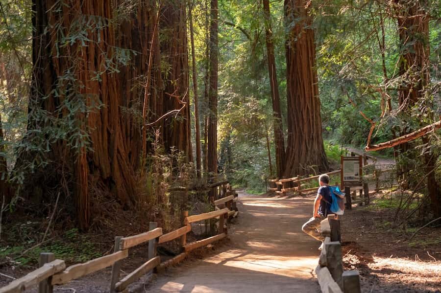 San Francisco: Redwood & Wine Country Tour with Lunch & Wine - Muir Woods National Monument: Walk Among Giants Before the Rush