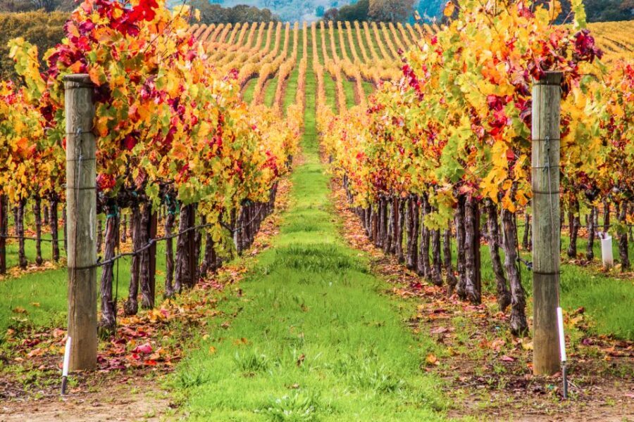 San Francisco: Sonoma Wine Country Tour with Tastings - How the guide turns wine tasting into a real learning day