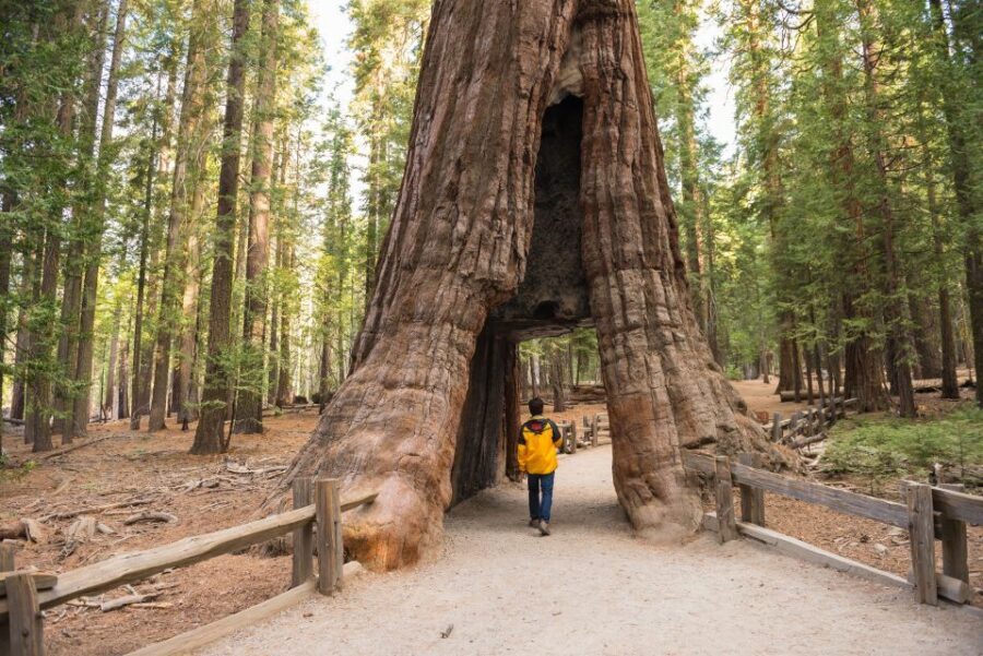 San Francisco to/from Yosemite National Park: 1-Way Transfer - Quick hits before you plan your drive