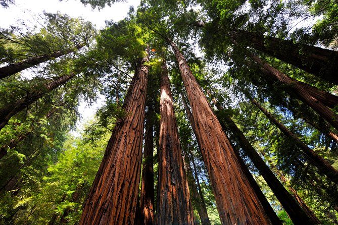 San Francisco to Muir Woods Shuttle - Golden Gate Bridge drive: photo stops without the parking headache