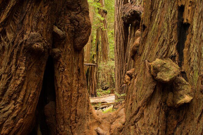 San Francisco to Muir Woods Shuttle - Palace of Fine Arts: the 1915 setting that most people miss