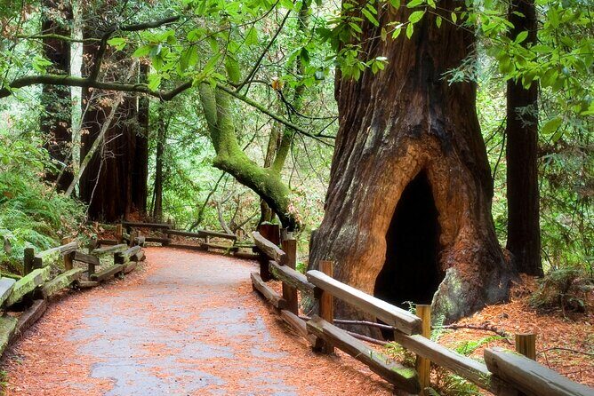San Francisco to Muir Woods Shuttle - Muir Woods: making the most of your hour-plus in the redwoods