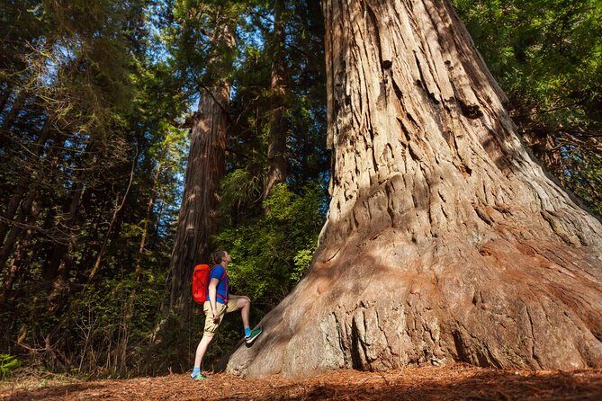 San Francisco to Yosemite One-Way Transfer - Seasonal surprises: Horsetail Fall and the Lower Yosemite Falls hike