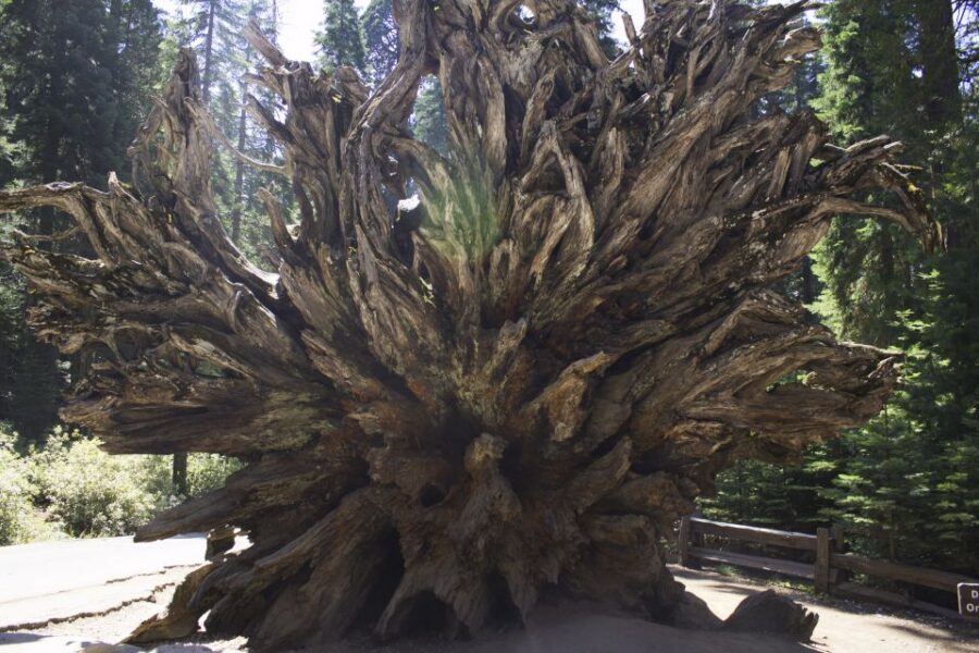 San Francisco: Yosemite, Las Vegas, Bryce & Zion, 6-Day Tour - Key Highlights You’ll Feel in Real Life