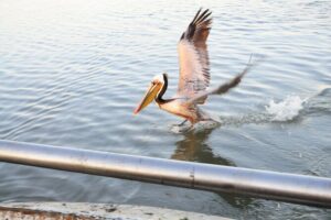 San Francisco's Embarcadero: An Audio Tour on Climate Change - Why this tour centers on rising seas, not just sightseeing