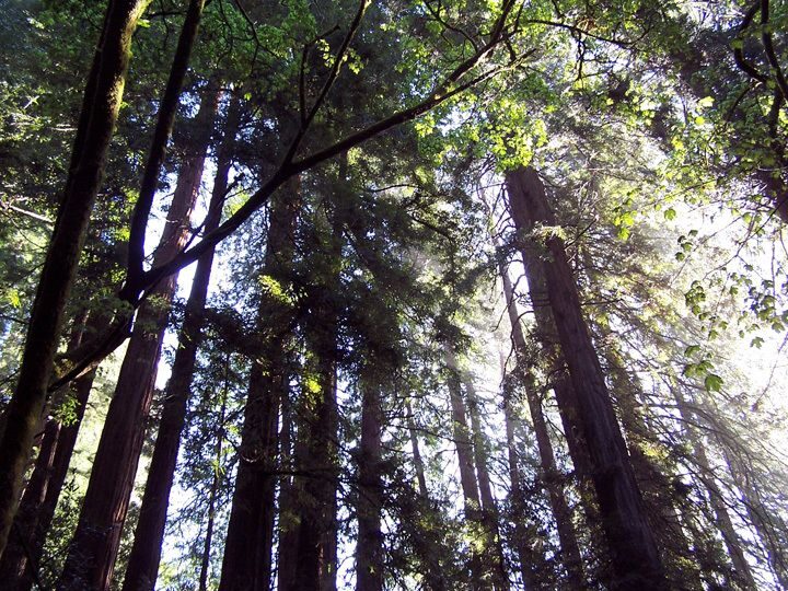 SF: Guided Muir Woods Tour & Hop-On Hop-Off Tour (Save 15%) - Quick takeaways: what makes this combo worth your time