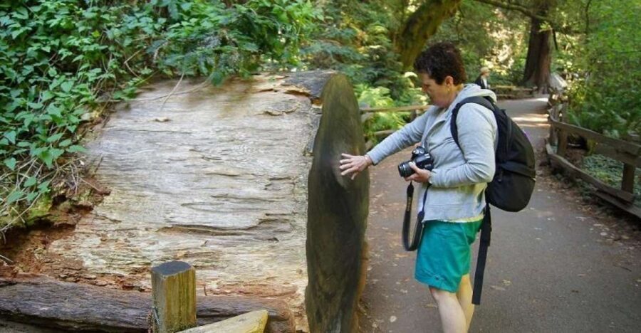 SF: Guided Muir Woods Tour & Hop-On Hop-Off Tour (Save 15%) - Entering the redwood forest: guided context plus 90 minutes to wander