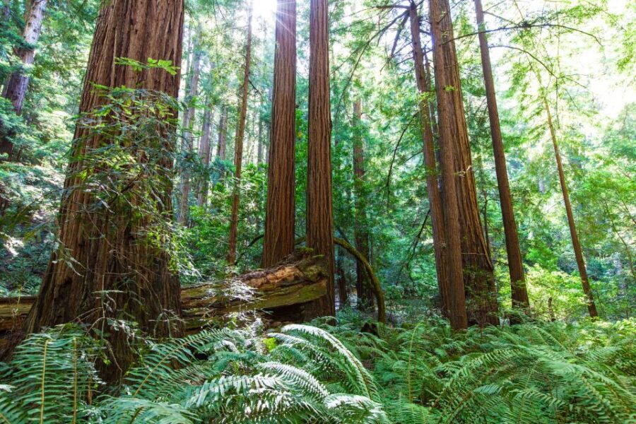 SF: Muir Woods, Sausalito, Golden Gate Bridge Private Tour - Key things you’ll remember