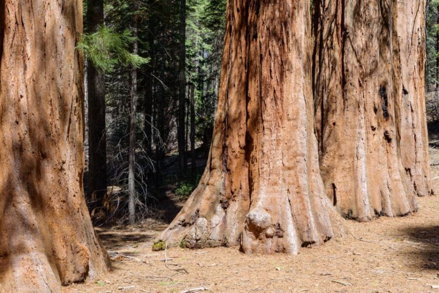 SF: Muir Woods, Sausalito, Golden Gate Bridge Private Tour - Private car freedom: what “4 hours” really buys you in San Francisco
