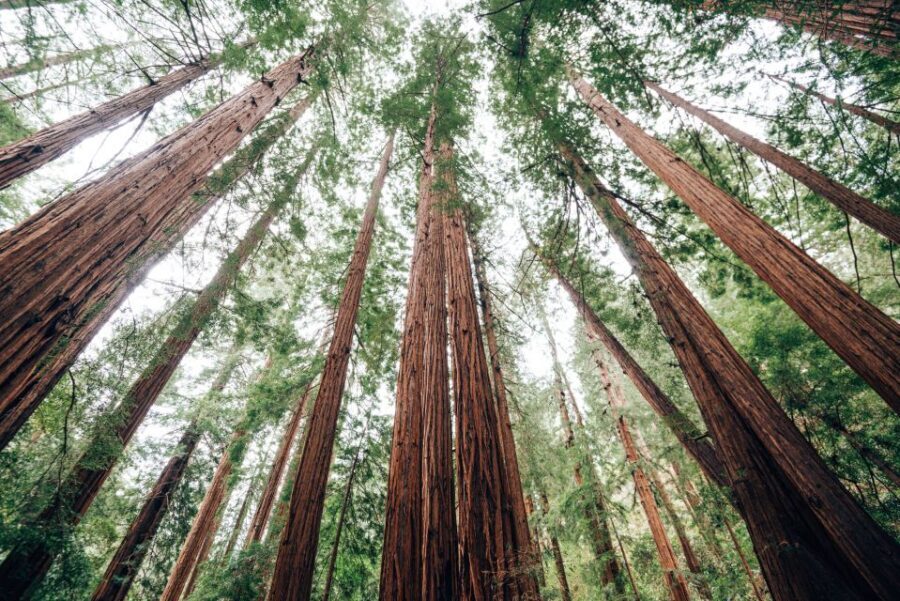 SF: Muir Woods, Sausalito, Golden Gate Bridge Private Tour - Sausalito: coastal streets, art and the Bay panorama