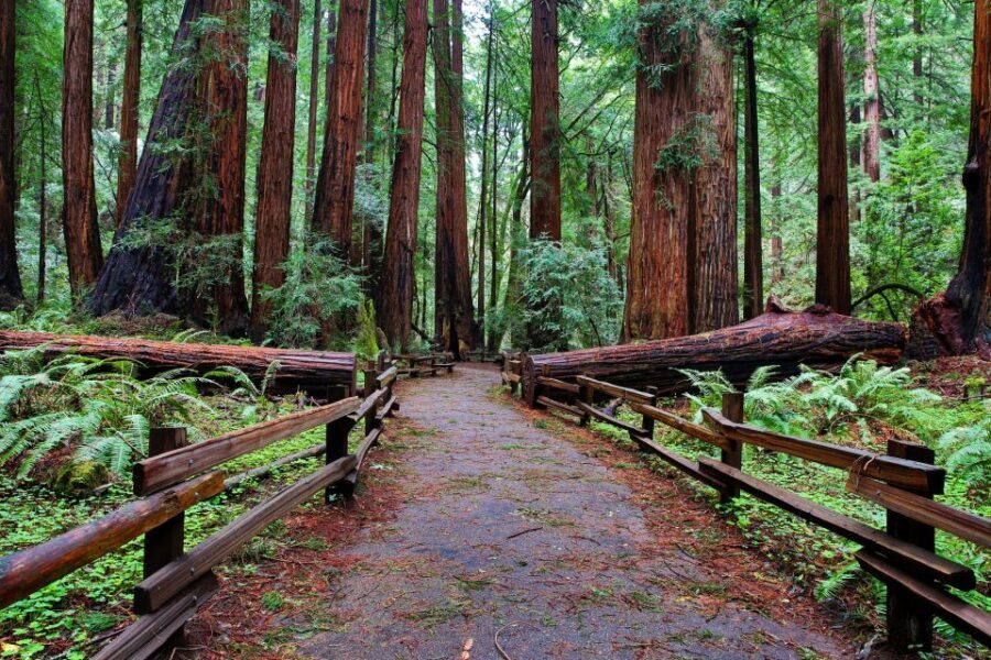 SF: Muir Woods, Sausalito, Golden Gate Bridge Private Tour - Should you book this SF Muir Woods, Sausalito, Golden Gate Bridge Private Tour?