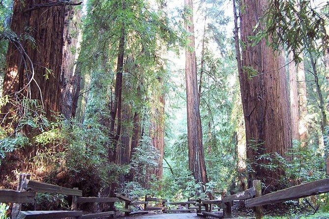 Shore Excursion from SF: Guided Tour to Muir Woods and Sausalito - Golden Gate Bridge Views Before You Even Hit the Trees