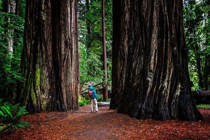 Small-Group Giant Redwoods and Russian River Wine Country Trip - Armstrong Redwoods State Natural Reserve: taller-than-life trees, fewer crowds