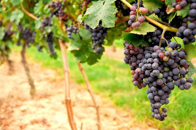 Small Group Napa and Sonoma Full-Day Wine Tour from San Francisco - From San Francisco to Napa and Sonoma: the real appeal