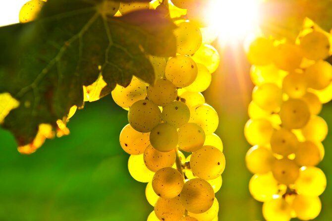 Small Group Napa and Sonoma Full-Day Wine Tour from San Francisco - Sonoma Plaza in downtown Sonoma: your lunch-and-stroll window
