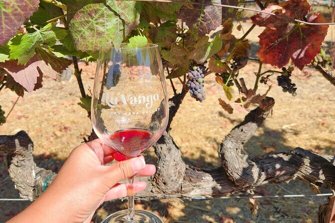 Small Group Napa and Sonoma Half-Day Wine Tour from San Francisco - Napa Valley Stop: A Taste-Forward Second Winery in Less Time