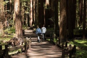 Small Group Redwoods, California Coast & Sausalito Day Trip from San Francisco - The Birds Stop in Bodega Bay: Quick Film-Spotting, Big Character