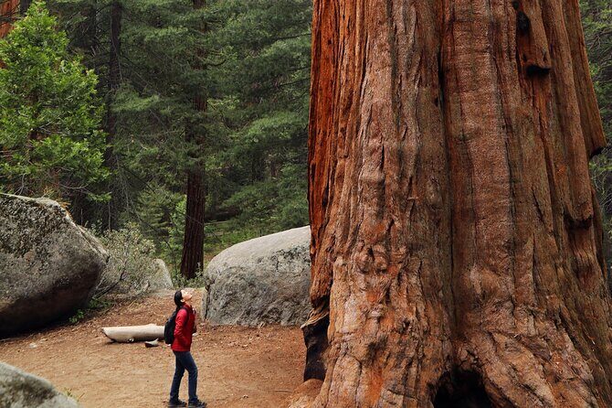 Small Group Redwoods, California Coast & Sausalito Day Trip from San Francisco - Marin Headlands Views and a Ferry Option Back